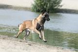 MALINOIS 487